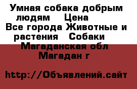 Умная собака добрым людям. › Цена ­ 100 - Все города Животные и растения » Собаки   . Магаданская обл.,Магадан г.